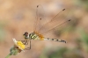 J01_1389 Trithemis pallidinervis female